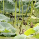 서일 농장 이미지