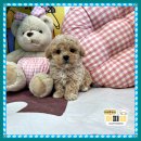 옥천만남 | 옥천애견분양 처음이라 더 기억에 남는 만남