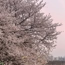 전의유치원 | 3의 시작과 첫 봄이었던 것🌸 | 벚꽃, 생일 그리고 초여름 전의 기록