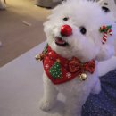 (주)에스틴 | 강아지유산균 [리얼 비피더스]2년차 장건강 챙기기 내돈내산