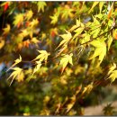 단풍나무 이미지