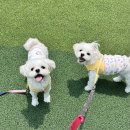 멍이네 하우스 | 동탄 청계동 애견미용 끝판왕 실력파 1인샵 멍이네