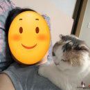 냥이파파