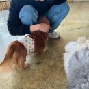 애견카페왕 | 남양주 강아지카페 애견카페왕 깨끗한 애견카페 추천