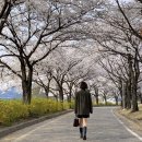 구미 공원 | 대구 근교 경북 벚꽃 명소 구미 동락공원 만개 후기