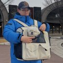 모드니투 | 모드니펫 강아지 이동가방 XL 사이즈 내돈내산 후기