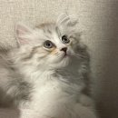 보리씨 이미지