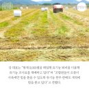 강성농장 이미지