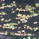 은행나무로 이미지