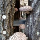 원목농장 이미지