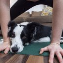 dog를 동반한 yoga, 도가doga 이미지