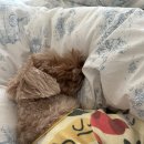 하랑이랑 애견카페 이미지