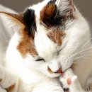 히히 그루밍 이미지