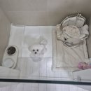 강아지 호텔 이미지