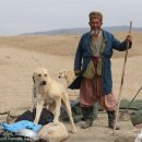 애견백과 - 타지키스탄 마스티프 (Tajikistan Mastiff) 이미지