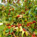 정경식농장 이미지