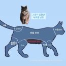 블랙위도우펫 | 5월 연휴 일기