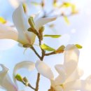 피씨엠(PCM) 이미지