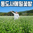 진동리주차장1(주차장 입구) | 뚜벅이여행 / 통도사 메밀꽃밭 통도사입구에서 걸어서 가는 방법, 주차장 주소