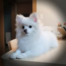 그로잉독 이미지