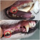 테스프 | 퓨리나 덴탈라이프(PURINA Dentalife) 체험후기-1