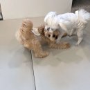 늘봄반려견유치원 이미지