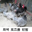 아주 특별한 유정란 분양 이미지