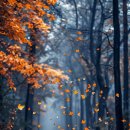 가을 숲으로 가자 이미지