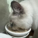 해피카우 | [체험단 후기] 해피카우 펫밀크