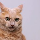 고양이숲 이미지