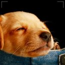 로얄동물메디컬센터 본원 이미지