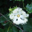 하늘타리 이미지