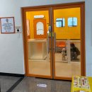 놀러오개 애견유치원 애견호텔 천안점 | ⚠️귀여움 주의⚠️ 심시루의 우당탕탕 유치원 적응기 (놀러오개 _천안점)