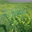 강화중성 이미지