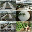 우각농장 이미지