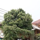 비원게스트하우스 | [D+75] 라오스 방비엥 한식당 비원 (블루 게스트 하우스 한국식당)