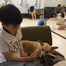 해피치 애견카페 이미지