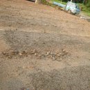 청석농장 이미지