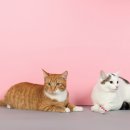 삼마네개냥이 이미지