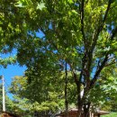 카페마차 이미지