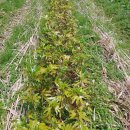 복안농장 이미지