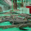 원숭이학교 자연사박물관 이미지