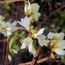 미선농장 2 이미지