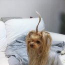 뿔난강아지 이미지