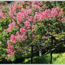 동래정씨 제실 수령800년 배롱나무 (25..08/21) 이미지