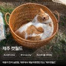 남원읍-85 | 제주도 고양이카페?NO! 고양이천국! 서귀포 제주캣월드 솔직후기