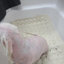 뽀삐애견샵 이미지