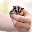 미니펫스쿨(Minipet School) 이미지