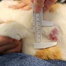 이레동물병원 이미지