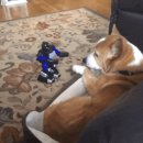 멍멍아 놀자 이미지